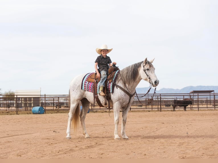 American Quarter Horse Gelding 13 years 14,3 hh Gray in Wickenburg AZ