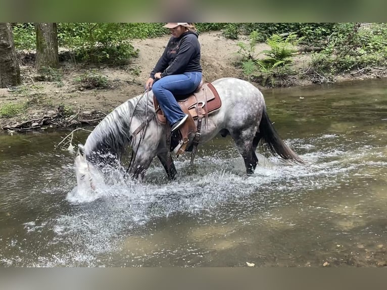 American Quarter Horse Gelding 13 years 14,3 hh Gray in Paicines CA