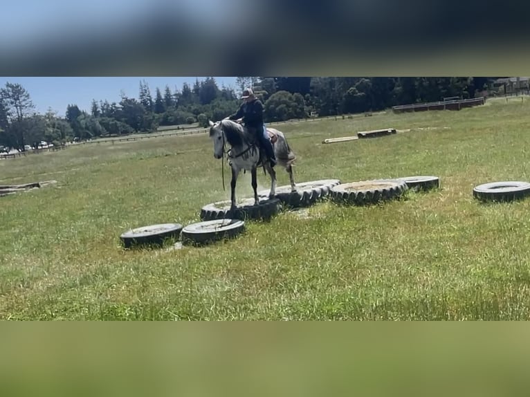 American Quarter Horse Gelding 13 years 14,3 hh Gray in Paicines CA