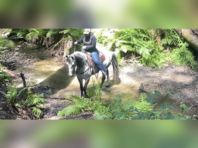 American Quarter Horse Gelding 13 years 14,3 hh Gray in Paicines CA