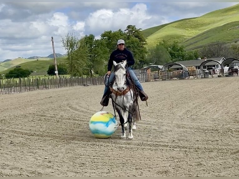 American Quarter Horse Gelding 13 years 14,3 hh Gray in Paicines CA