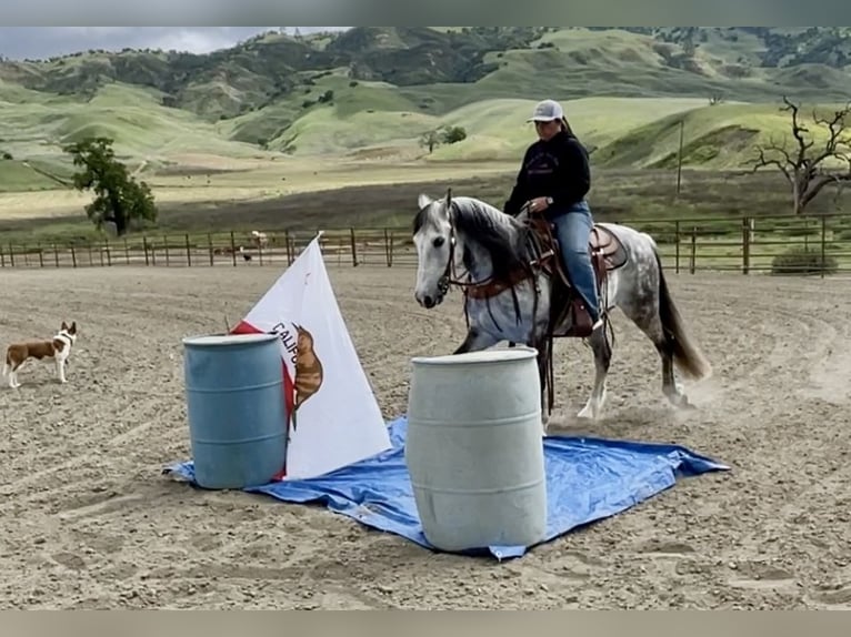 American Quarter Horse Gelding 13 years 14,3 hh Gray in Paicines CA