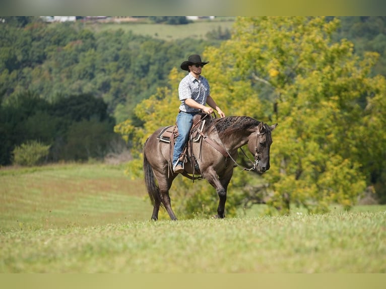 American Quarter Horse Gelding 13 years 14,3 hh Grullo in Needmore, PA