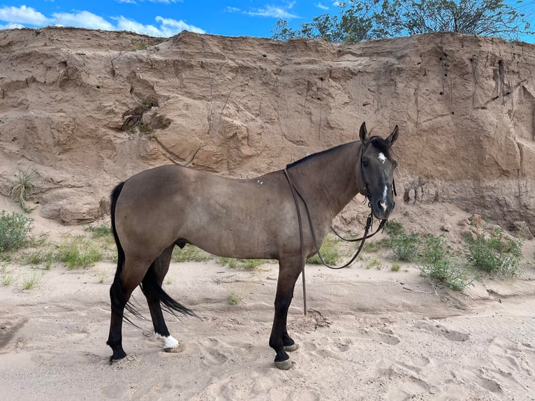 American Quarter Horse Gelding 13 years 14,3 hh Grullo in El Paso Tx