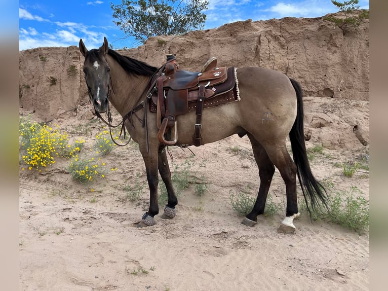 American Quarter Horse Gelding 13 years 14,3 hh Grullo in El Paso Tx