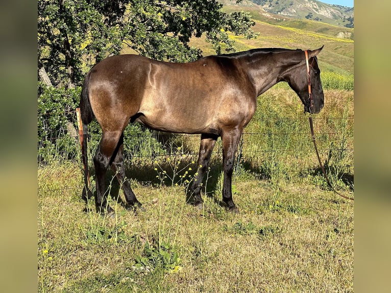 American Quarter Horse Gelding 13 years 14,3 hh Grullo in Paicines CA