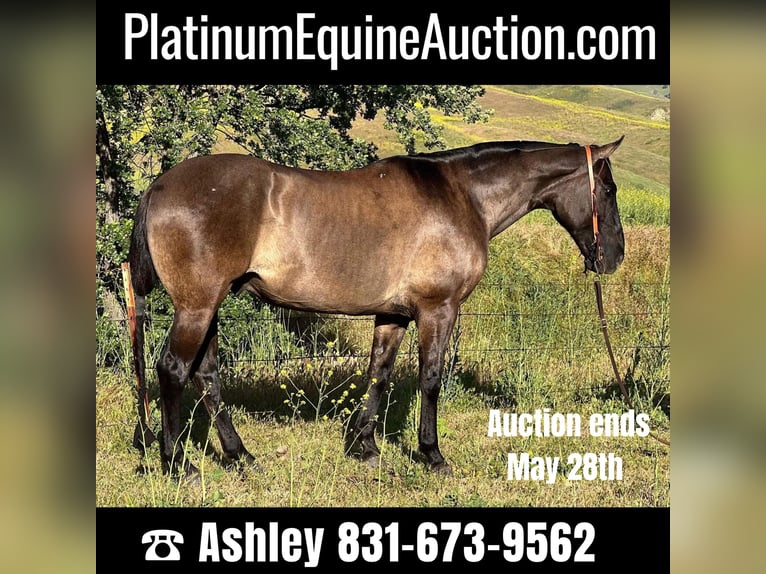 American Quarter Horse Gelding 13 years 14,3 hh Grullo in Paicines CA