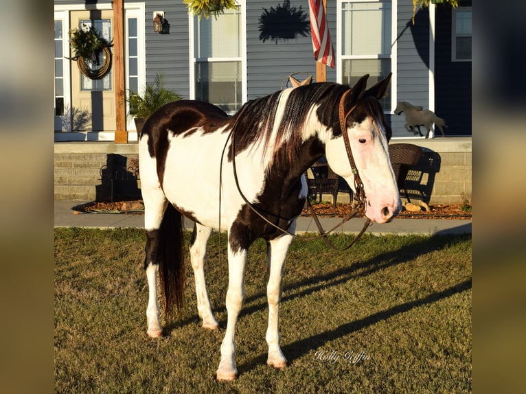 American Quarter Horse Gelding 13 years 14,3 hh Overo-all-colors in Greenville KY