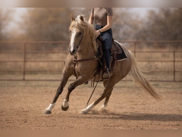 American Quarter Horse Gelding 13 years 14.3 hh Palomino in Weatherford