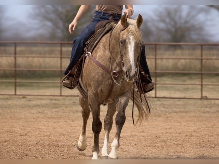 American Quarter Horse Gelding 13 years 14.3 hh Palomino in Weatherford