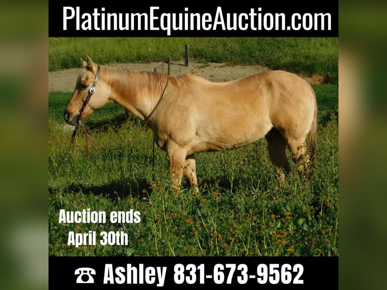 American Quarter Horse Gelding 13 years 14,3 hh Palomino in pAICINES, ca