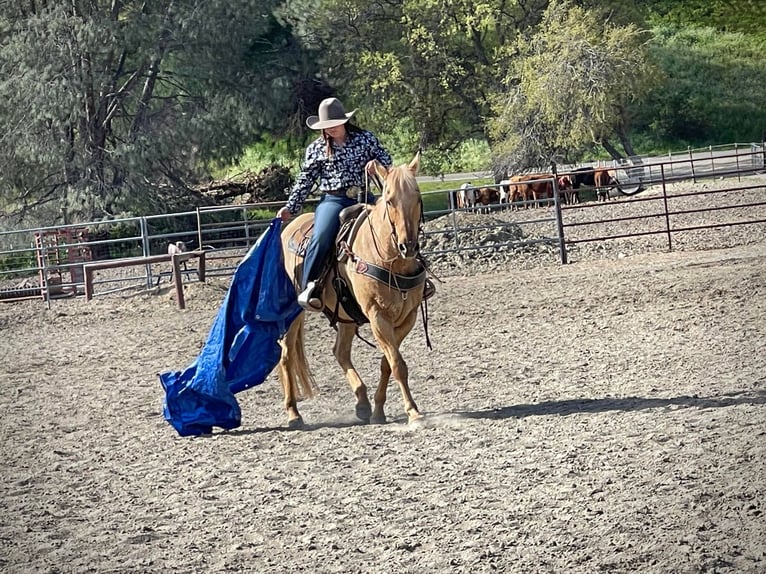 American Quarter Horse Gelding 13 years 14,3 hh Palomino in pAICINES, ca