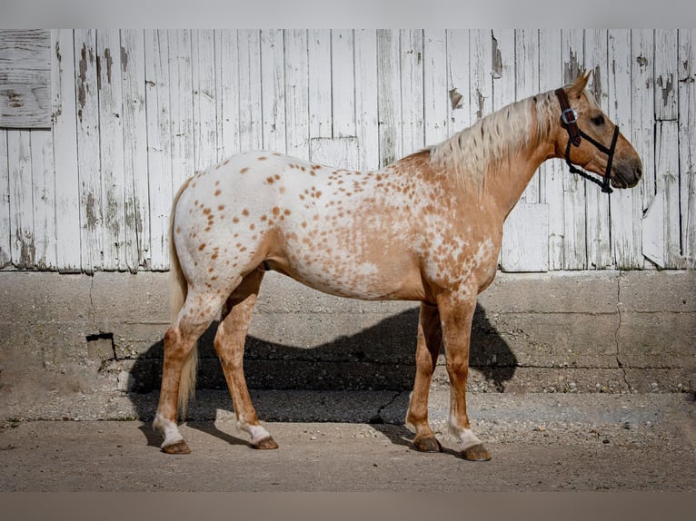 American Quarter Horse Gelding 13 years 14,3 hh Palomino in Woodstock IL
