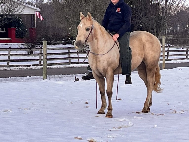 American Quarter Horse Gelding 13 years 14,3 hh Palomino in Mt Hope AL