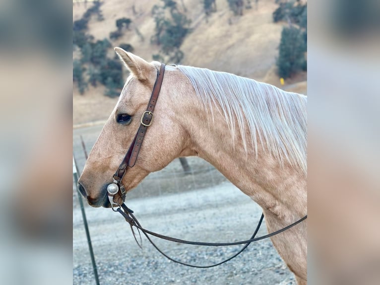 American Quarter Horse Gelding 13 years 14,3 hh Palomino in Paicines CA