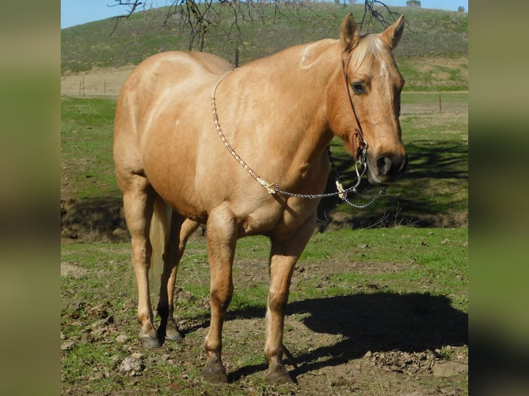 American Quarter Horse Gelding 13 years 14,3 hh Palomino in Paicines CA