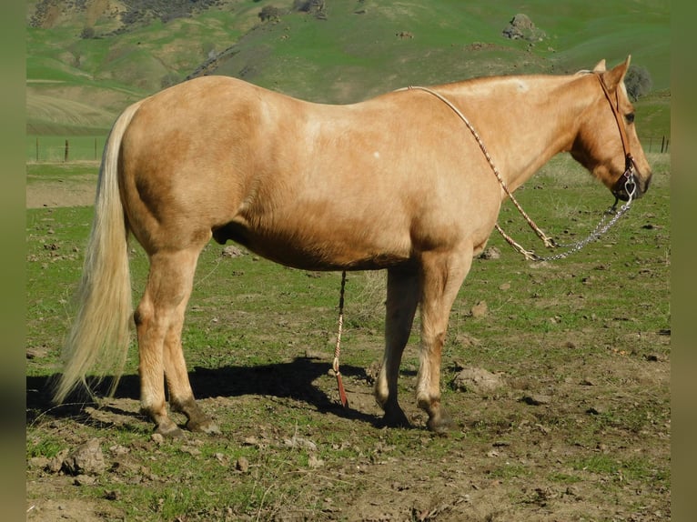 American Quarter Horse Gelding 13 years 14,3 hh Palomino in Paicines CA