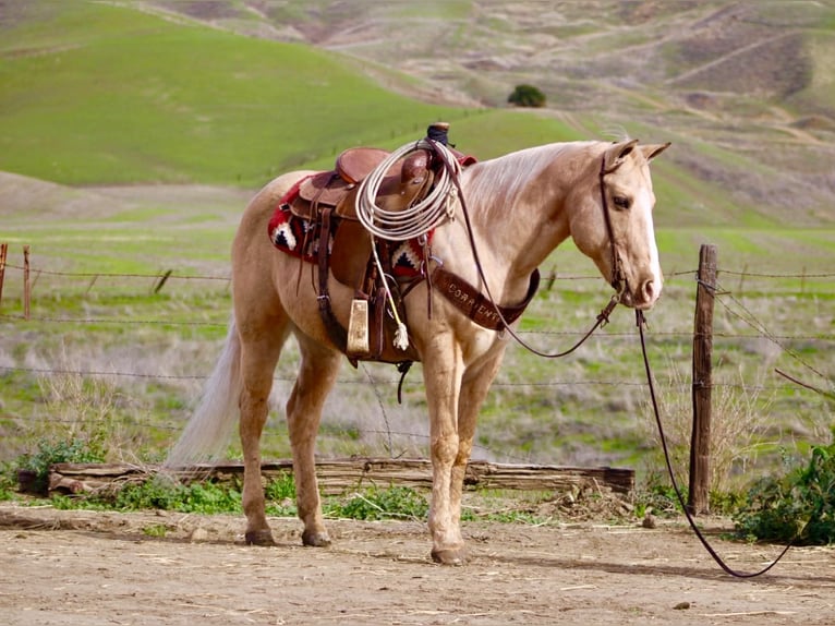 American Quarter Horse Gelding 13 years 14.3 hh Palomino in Paicines CA