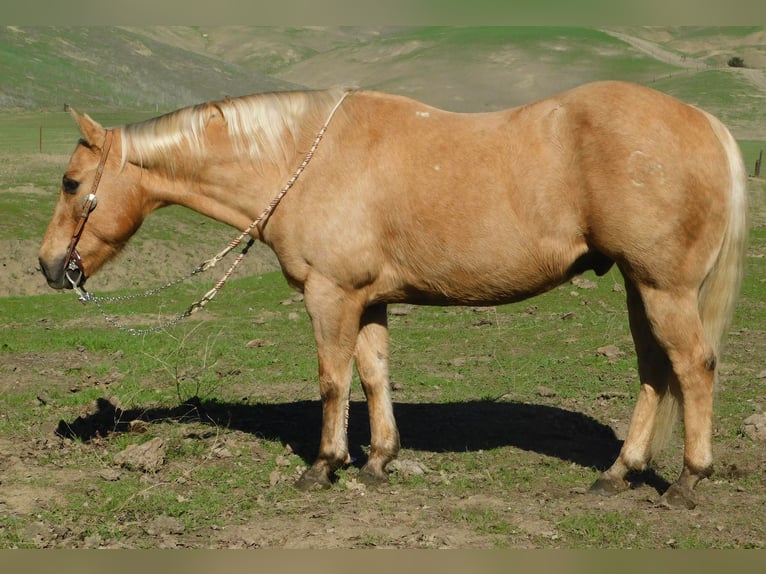 American Quarter Horse Gelding 13 years 14,3 hh Palomino in Paicines CA