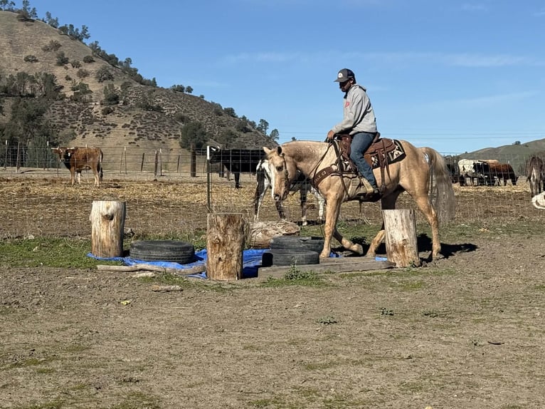 American Quarter Horse Gelding 13 years 14.3 hh Palomino in Paicines CA