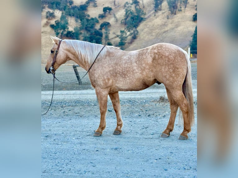 American Quarter Horse Gelding 13 years 14,3 hh Palomino in Paicines CA