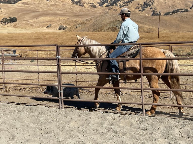 American Quarter Horse Gelding 13 years 14,3 hh Palomino in Paicines CA