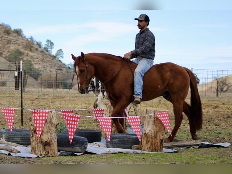 American Quarter Horse Gelding 13 years 14.3 hh Red Dun in Paicines CA
