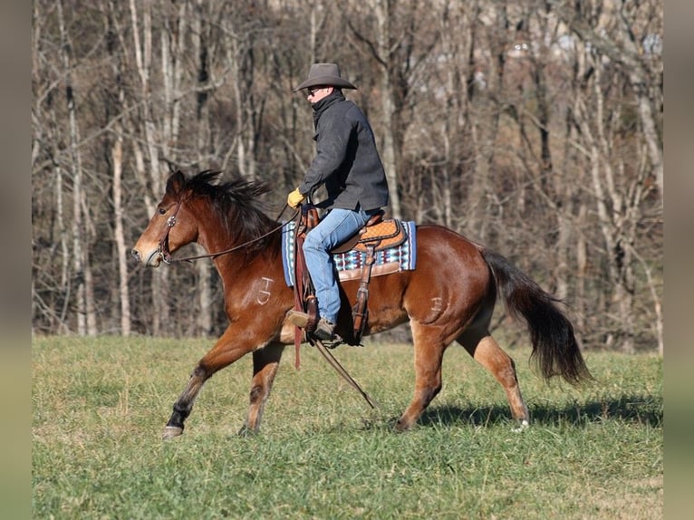 American Quarter Horse Gelding 13 years 14,3 hh Roan-Bay in Mount Vernon