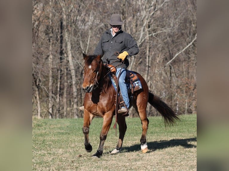 American Quarter Horse Gelding 13 years 14,3 hh Roan-Bay in Mount Vernon