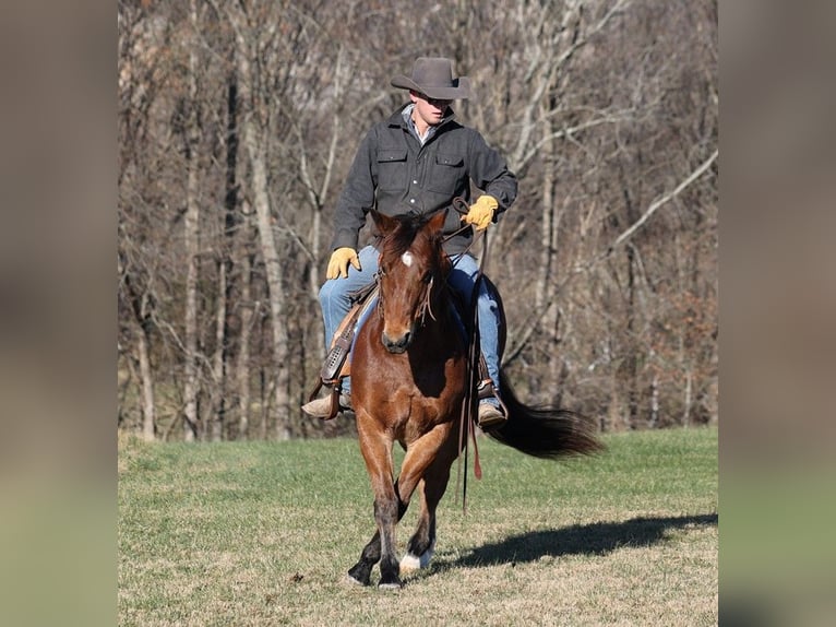 American Quarter Horse Gelding 13 years 14,3 hh Roan-Bay in Mount Vernon