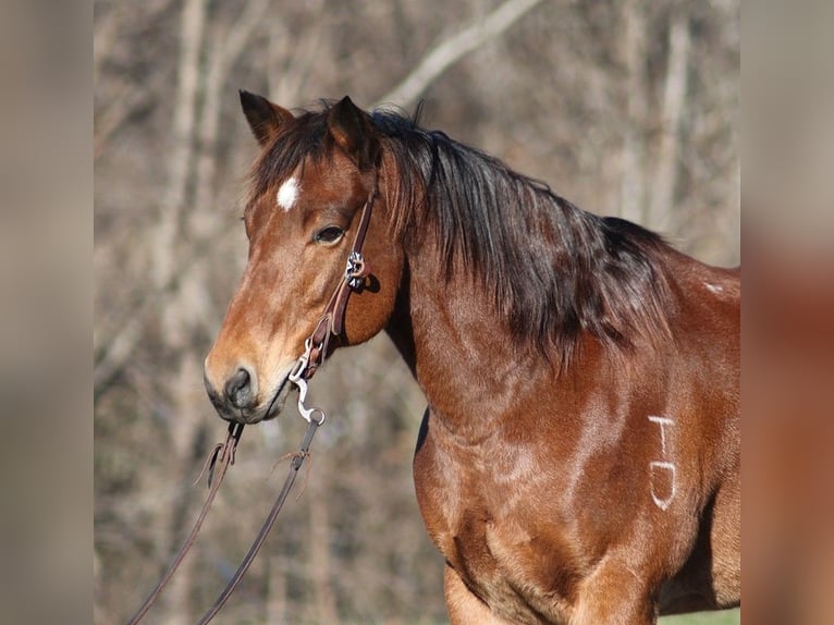 American Quarter Horse Gelding 13 years 14,3 hh Roan-Bay in Mount Vernon