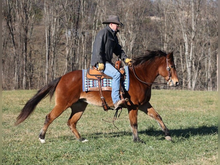 American Quarter Horse Gelding 13 years 14,3 hh Roan-Bay in Mount Vernon