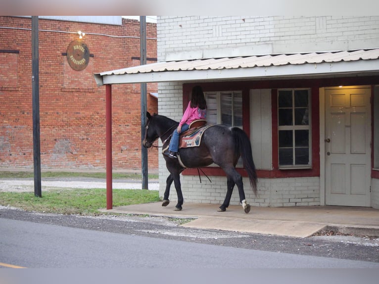 American Quarter Horse Gelding 13 years 14,3 hh Roan-Bay in Rusk TX