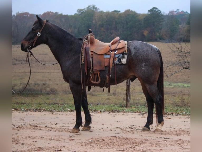 American Quarter Horse Gelding 13 years 14,3 hh Roan-Bay in Rusk TX