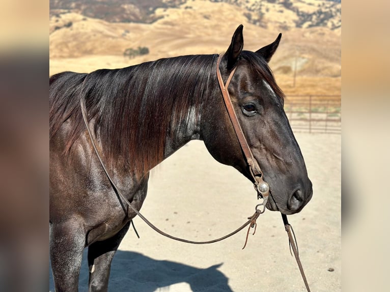 American Quarter Horse Gelding 13 years 14,3 hh Roan-Blue in Bitterwater CA