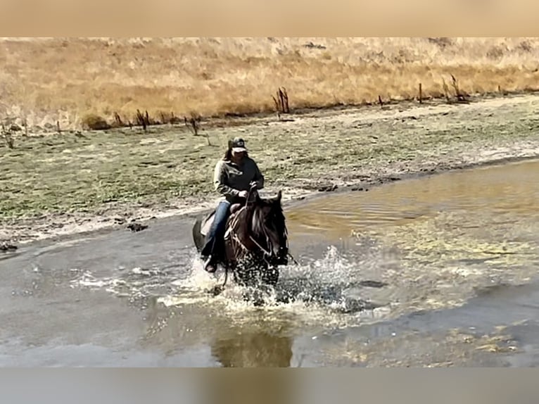 American Quarter Horse Gelding 13 years 14,3 hh Roan-Blue in Bitterwater CA