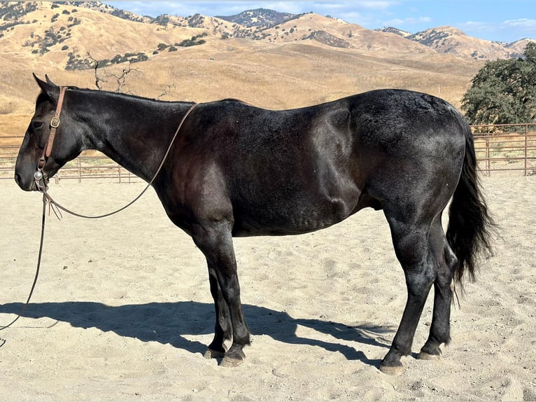 American Quarter Horse Gelding 13 years 14,3 hh Roan-Blue in Bitterwater CA