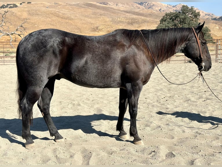 American Quarter Horse Gelding 13 years 14,3 hh Roan-Blue in Bitterwater CA