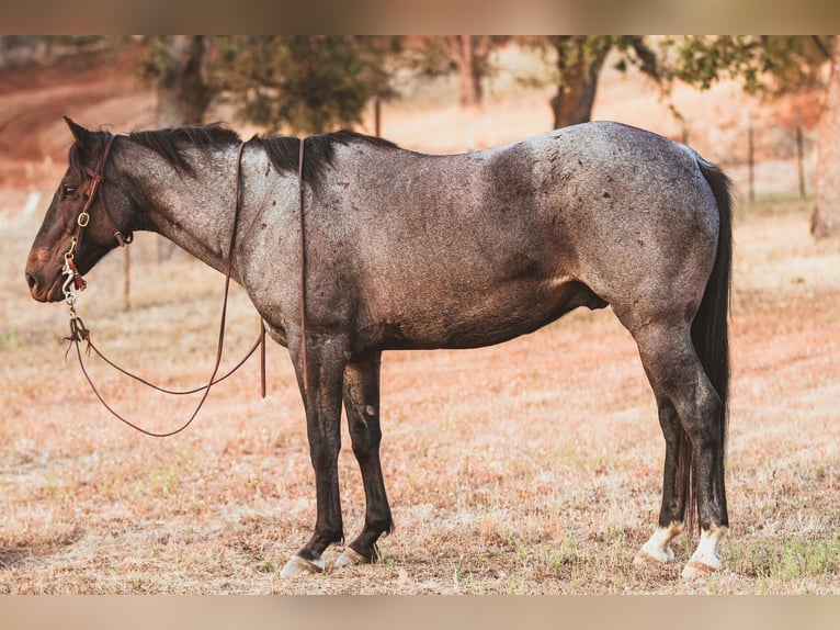 American Quarter Horse Gelding 13 years 14.3 hh Roan-Blue in Valley Springs CA