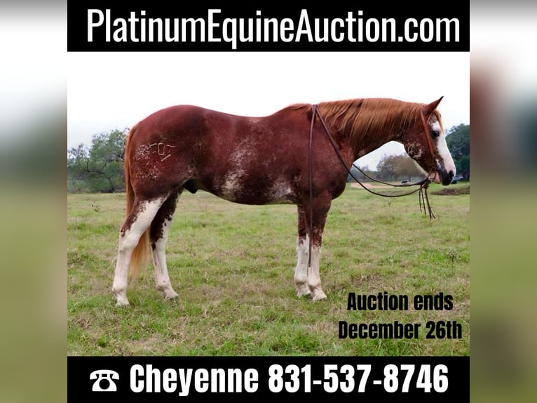 American Quarter Horse Gelding 13 years 14,3 hh Roan-Red in Victoria, TX