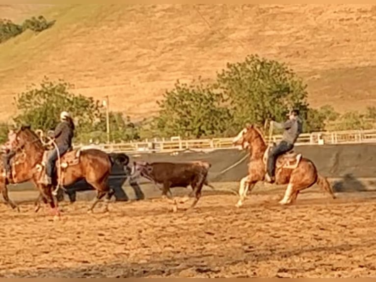 American Quarter Horse Gelding 13 years 14,3 hh Roan-Red in Victoria, TX