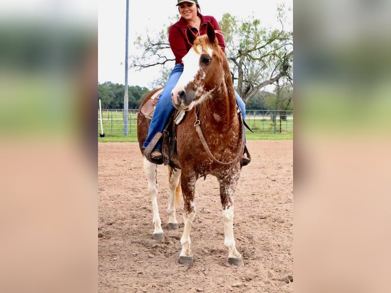 American Quarter Horse Gelding 13 years 14,3 hh Roan-Red in Victoria, TX