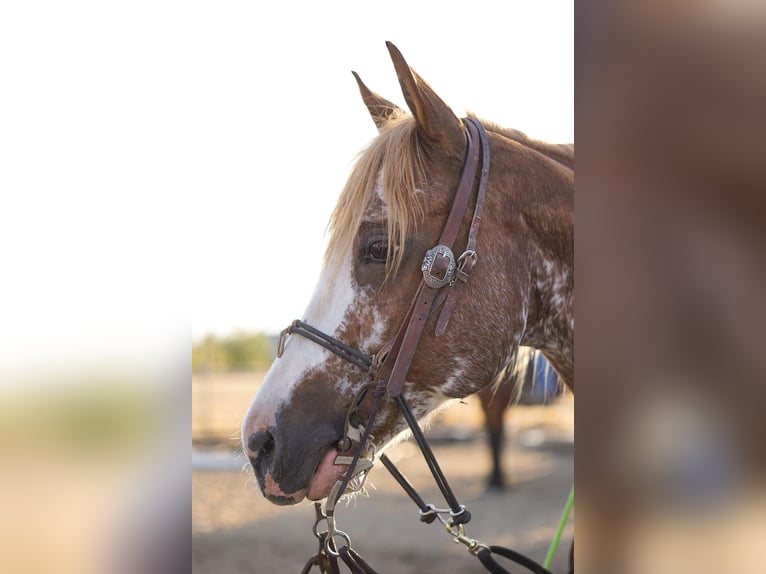 American Quarter Horse Gelding 13 years 14,3 hh Roan-Red in Victoria, TX