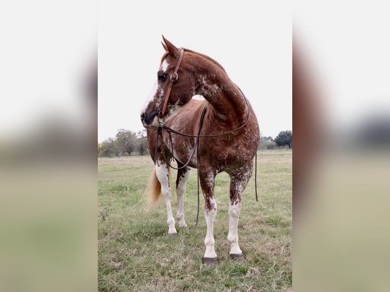 American Quarter Horse Gelding 13 years 14,3 hh Roan-Red in Victoria, TX