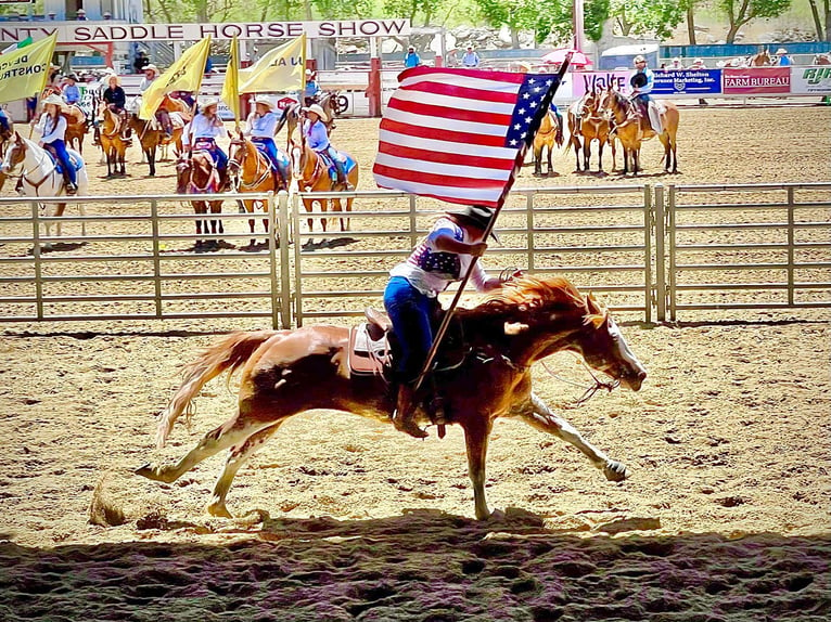 American Quarter Horse Gelding 13 years 14,3 hh Roan-Red in Victoria, TX