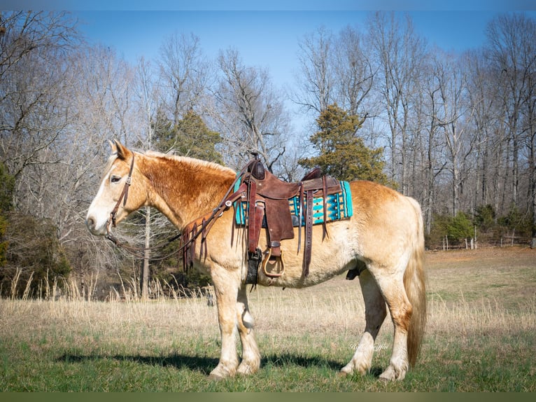 American Quarter Horse Gelding 13 years 14,3 hh Sorrel in Greenville KY