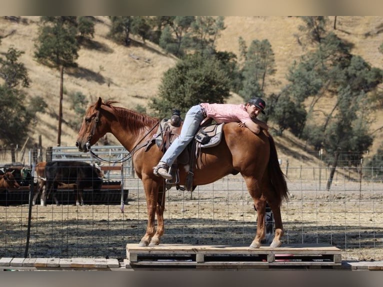 American Quarter Horse Gelding 13 years 14,3 hh Sorrel in Paicines, CA