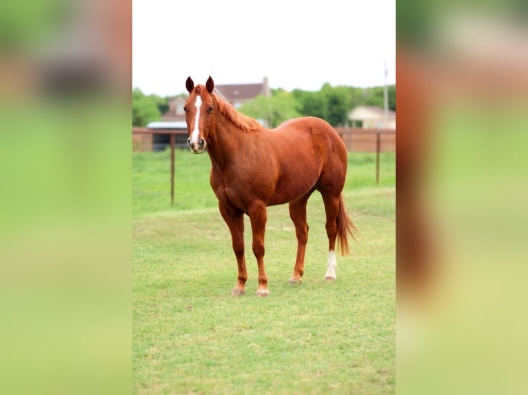 American Quarter Horse Gelding 13 years 14,3 hh Sorrel in Stephenville TX