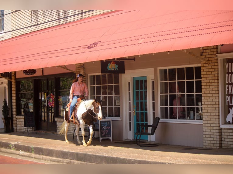 American Quarter Horse Gelding 13 years 14,3 hh Tobiano-all-colors in Rusk TX