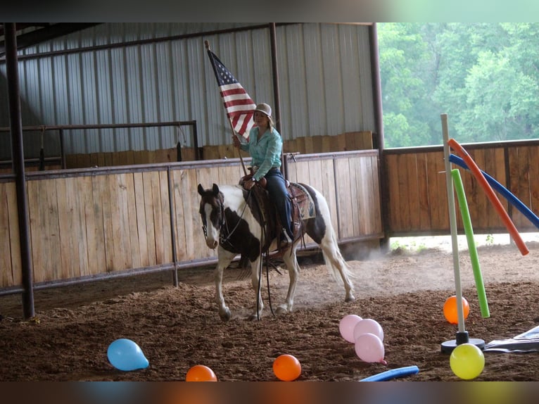 American Quarter Horse Gelding 13 years 14,3 hh Tobiano-all-colors in Rusk TX